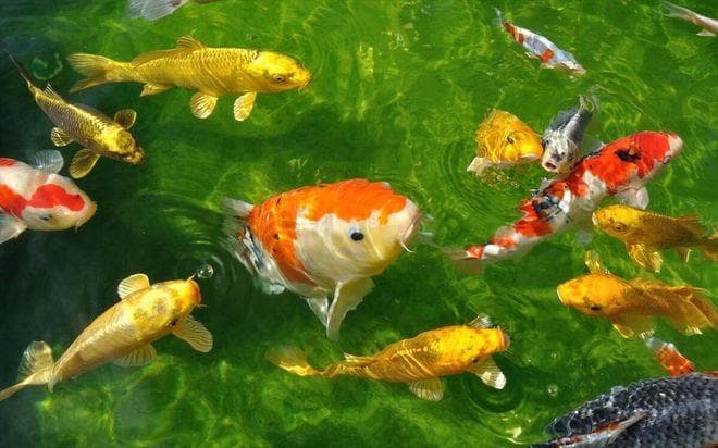 养鱼最好用什么水？一文详解各类水源优劣与处理方法
