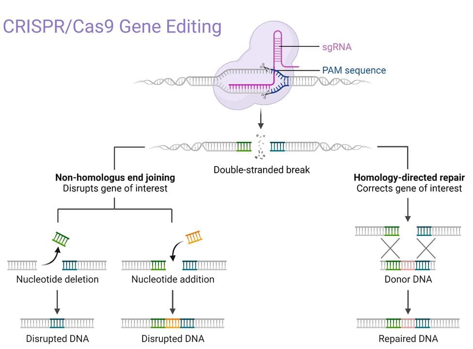 CRISPR/Cas9技术在细胞治疗领域的应用进展
