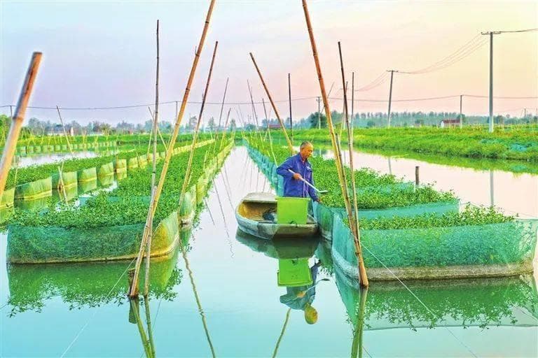 夏季黄鳝养殖管理全攻略：水质、水温、氨氮、亚硝酸盐控制要点