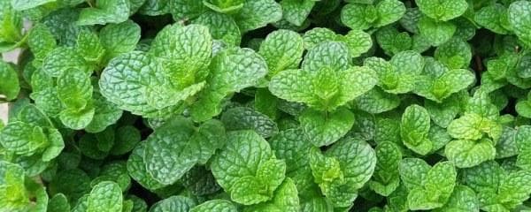 薄荷种植完全指南：浇水、施肥与管理要点