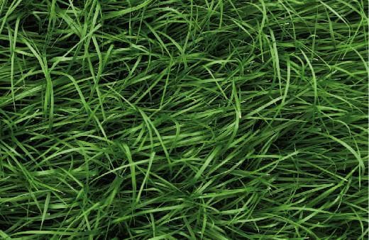 庭院草坪建植及养护完全指南