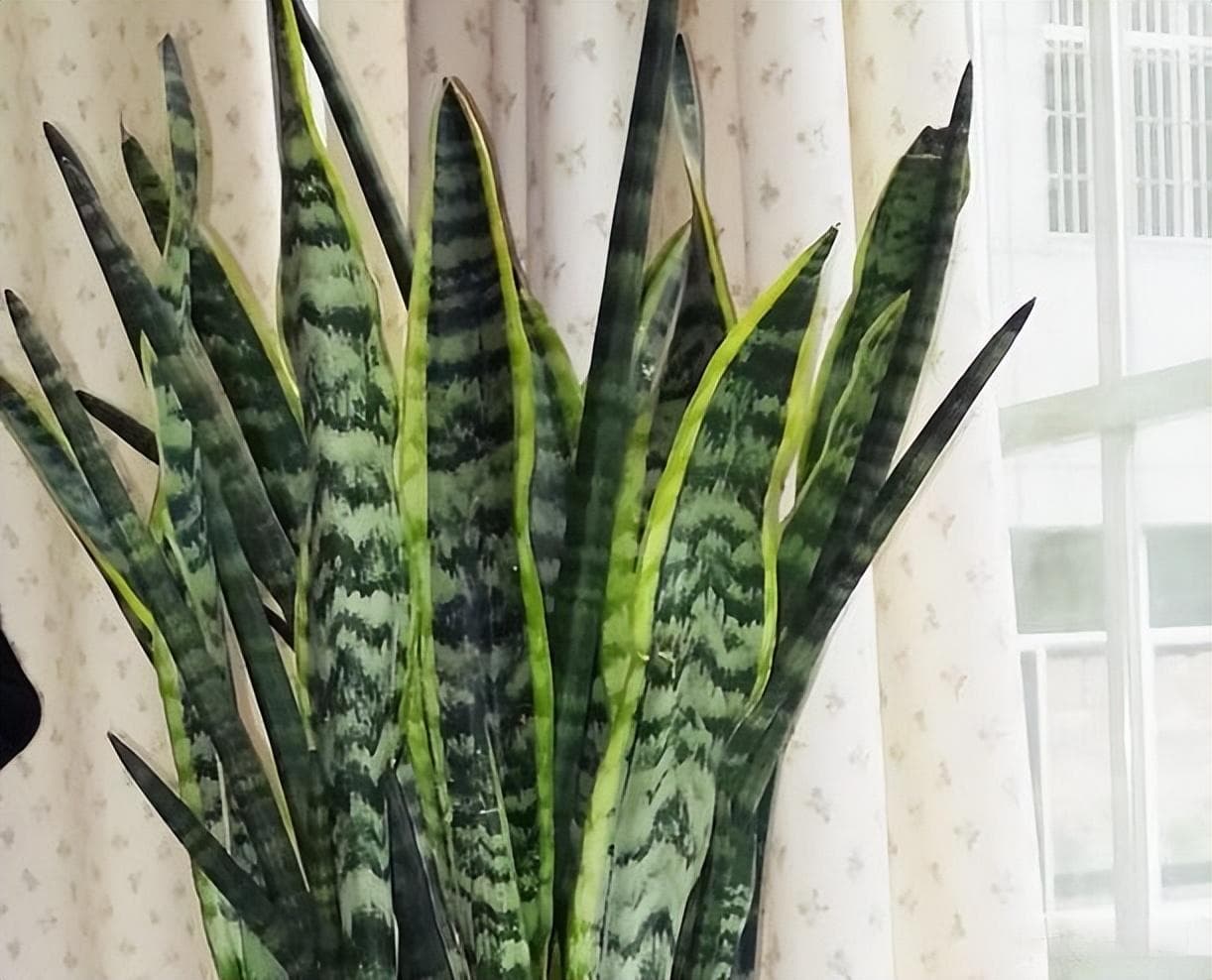虎皮兰夏天几天浇一次水（虎皮兰浇水的正确方法）