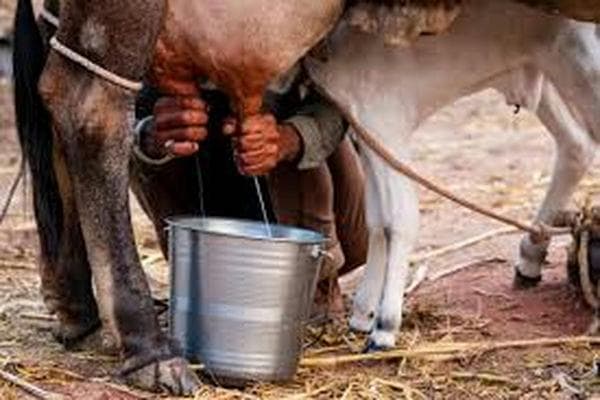 专家提醒：生牛乳未经消毒，营养价值虽高但饮用需谨慎