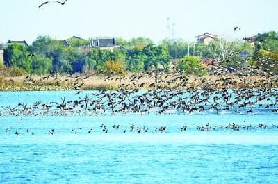 河北衡水湖国家级自然保护区： 鱼跃碧湖 鸟舞蓝天