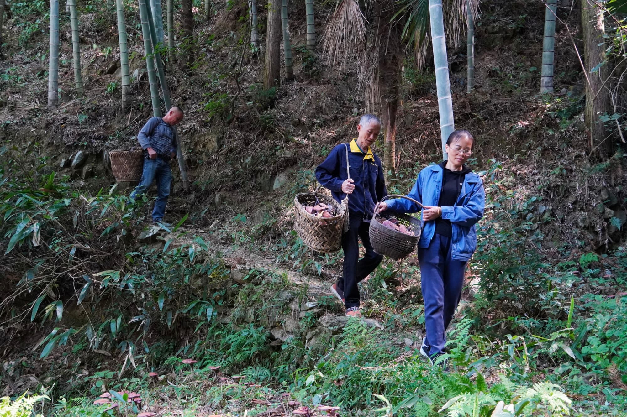 “药山”脚下种“仙草” 特色产业促振兴