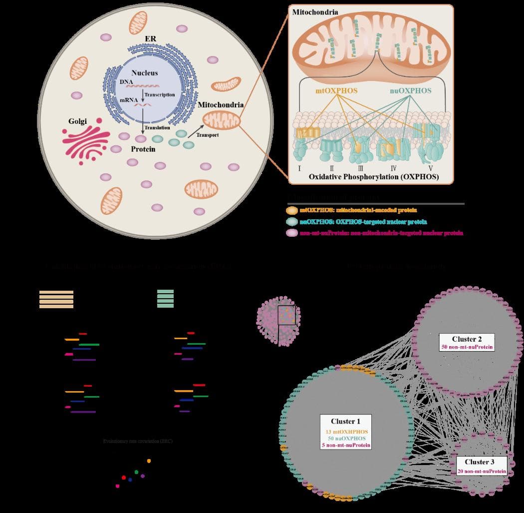 Nature Aging：浙江大学沈星星课题组通过协同演化研究揭示新的长寿基因