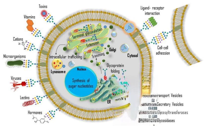 癌症中的异常糖基化：一项有前途的生物标志物和治疗靶标