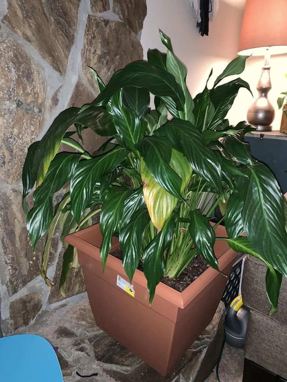 盆栽植物枝叶干枯的7个原因和解决的方法，让家里的植物活得更久