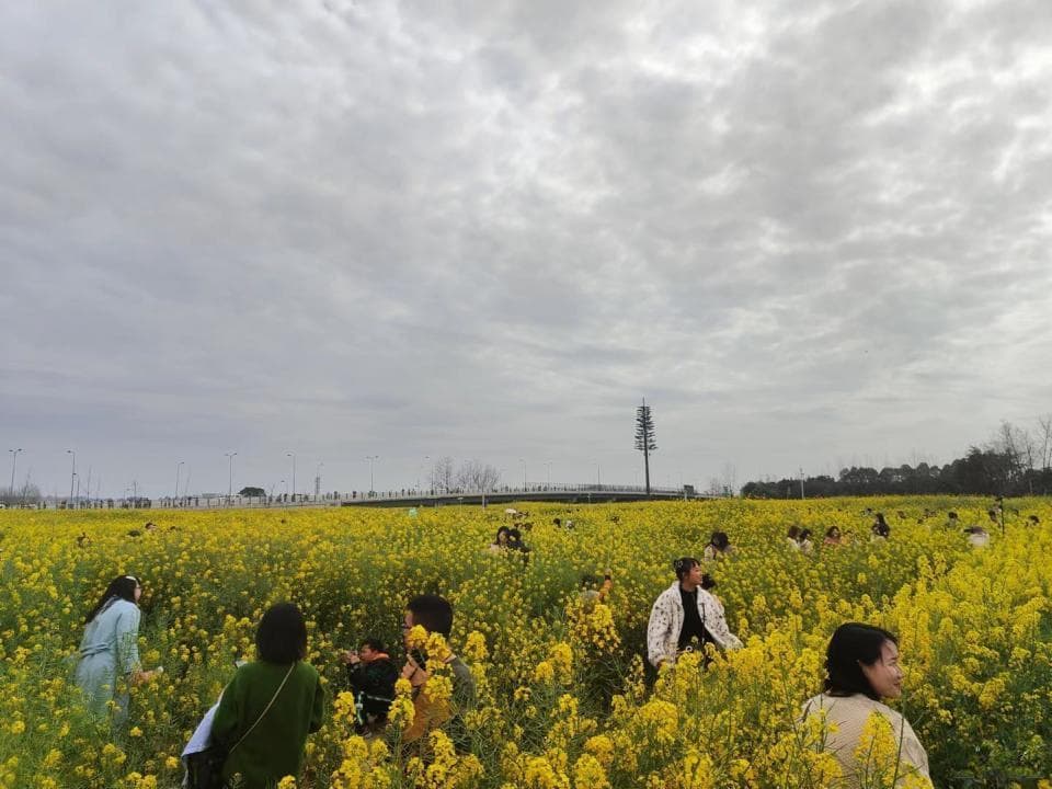 成都“赏花游”热进全国前十！激活“春日经济”，一路繁花撬动文旅新消费