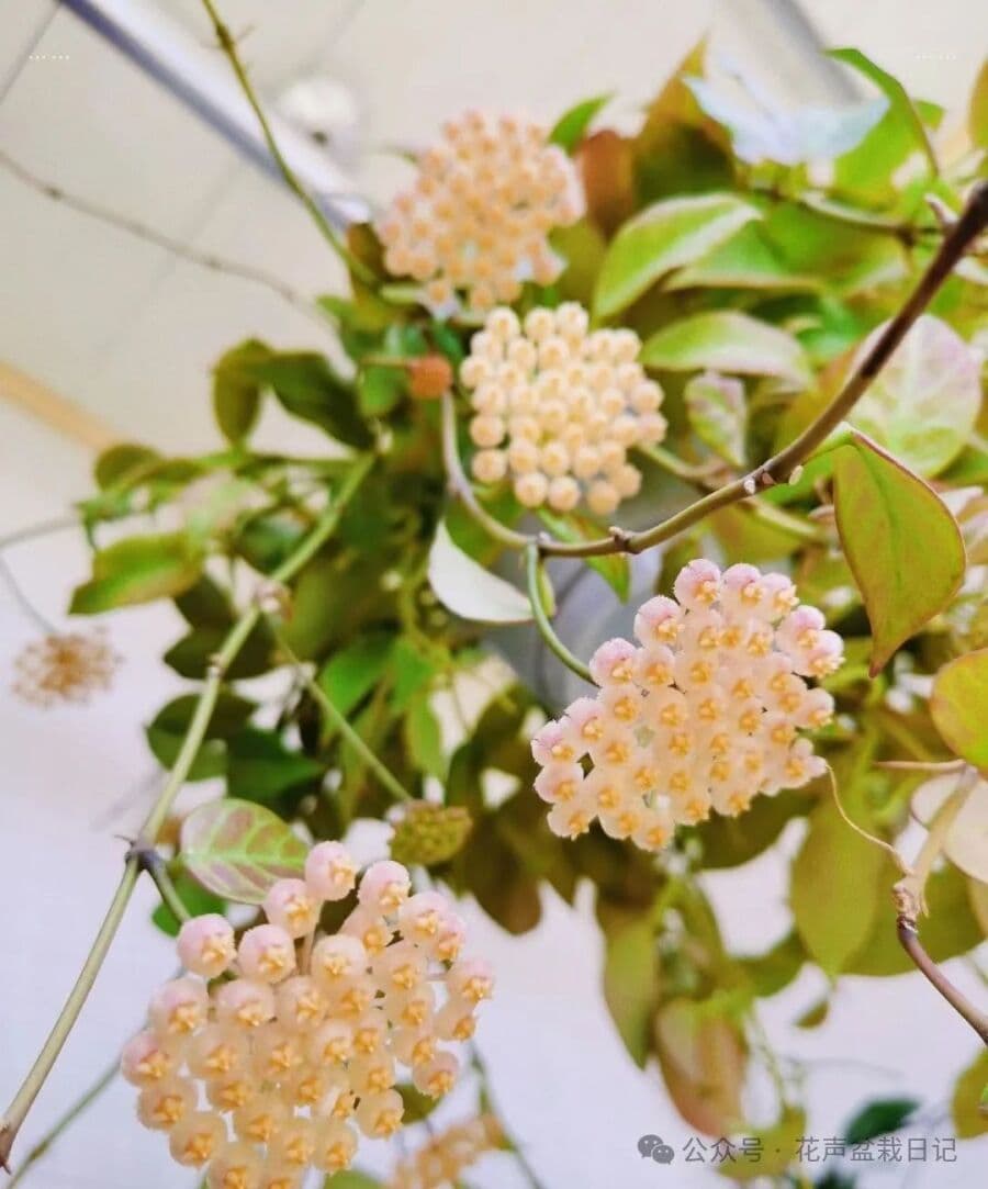 室内植物界的“新贵”，叶子春天绿色，秋天红色，花朵又美又香