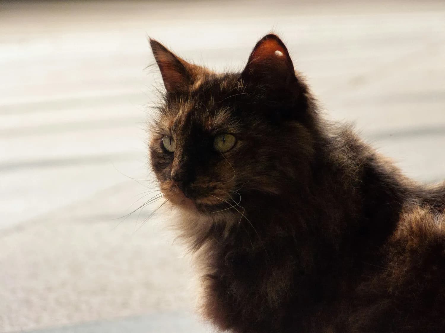 揭秘日本猫咪名字的秘密：Mugi（小麥）