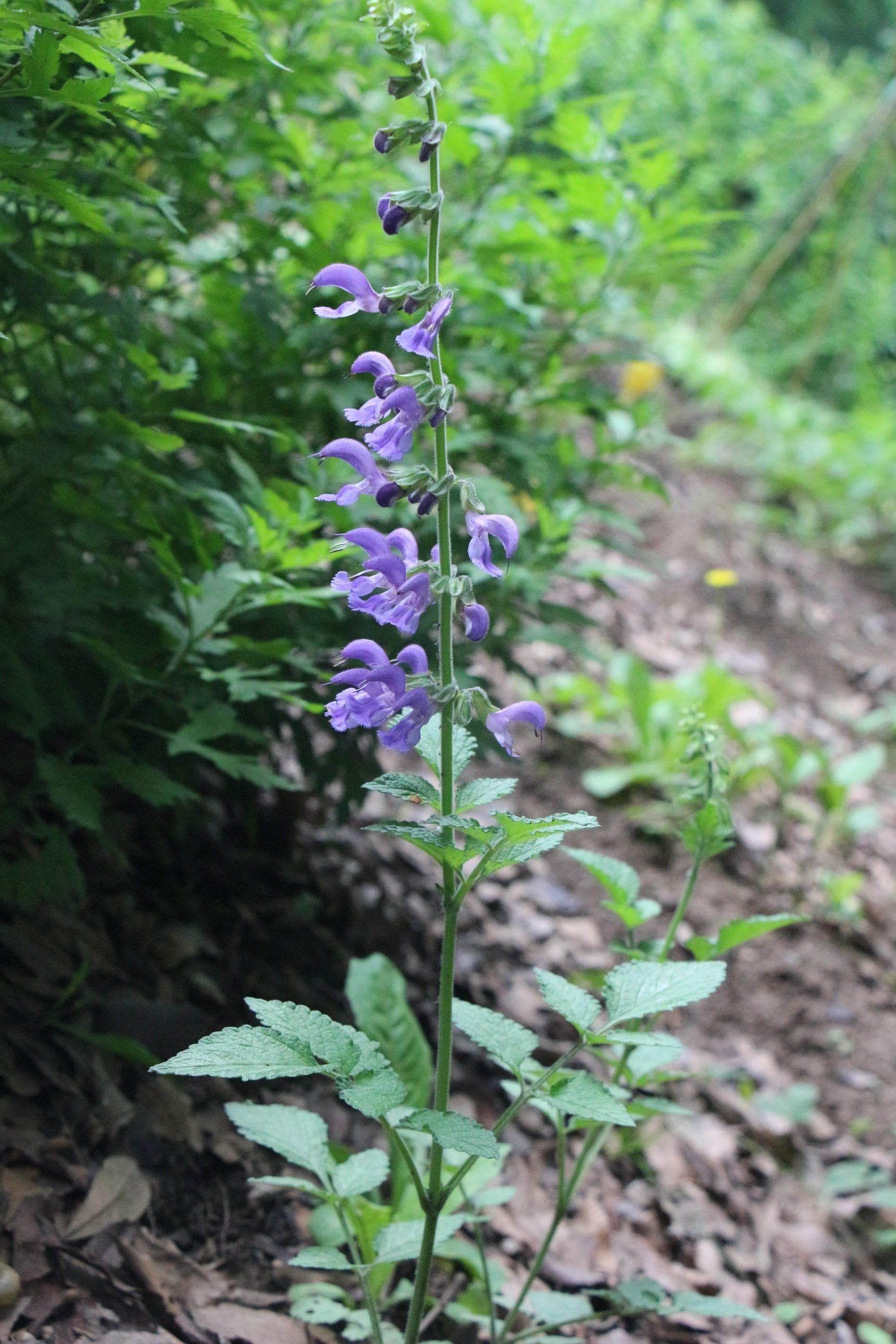 丹参：从植物学特征到药用价值的全面解析