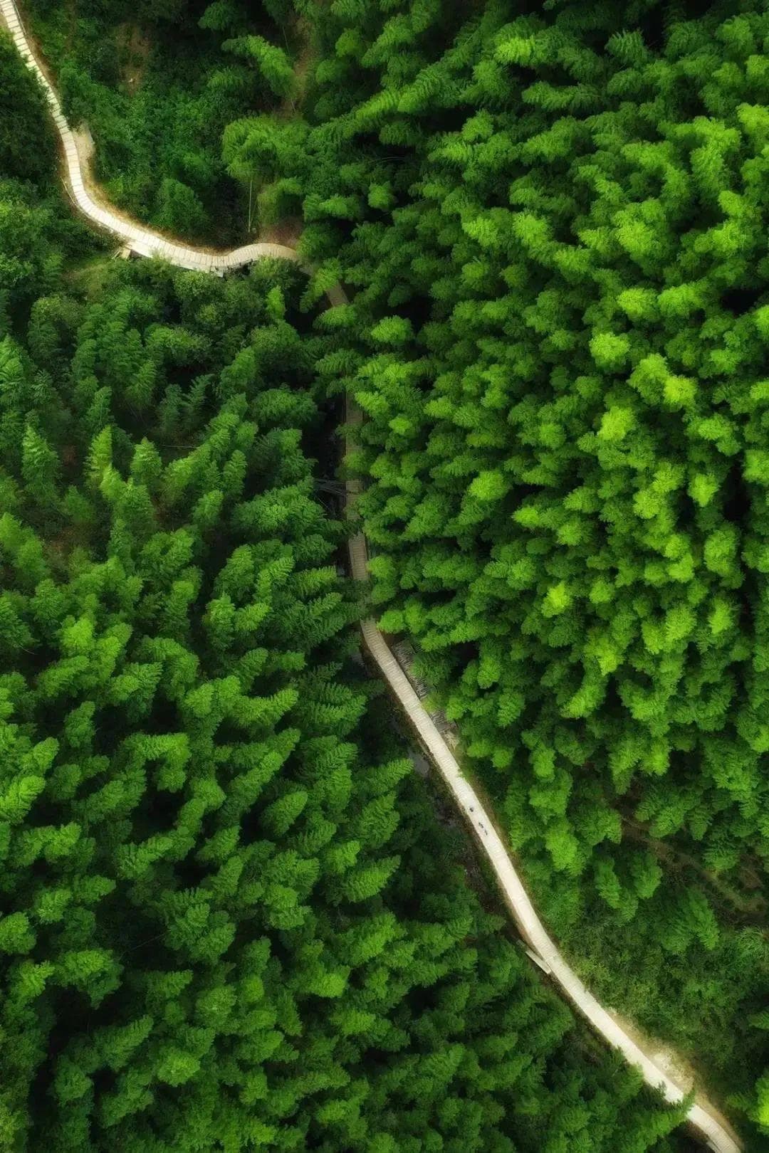 不负春光，“植”此青绿！做好植树这件事，得了解点气象？