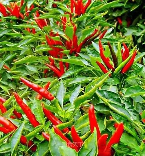小米椒种植技术全攻略：从育苗到采摘的每一个细节