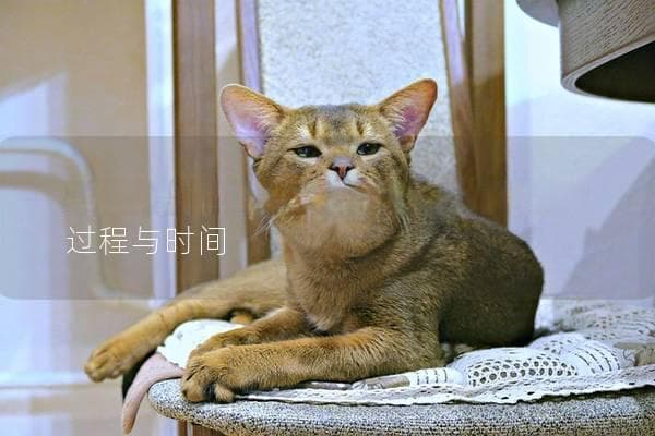猫咪多久开眼？了解猫咪眼睛发育的过程与时间