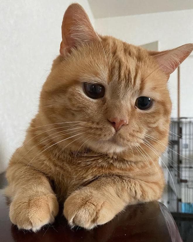 猫咪家庭揭秘：血缘关系对猫咪来说究竟有多重要？