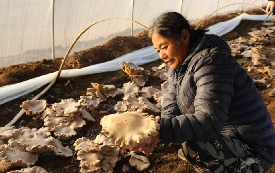 潍坊昌邑：小小灵芝菇拓宽百姓致富路