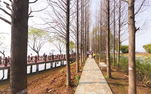 武汉金银湖：汉口最大的城市湿地公园