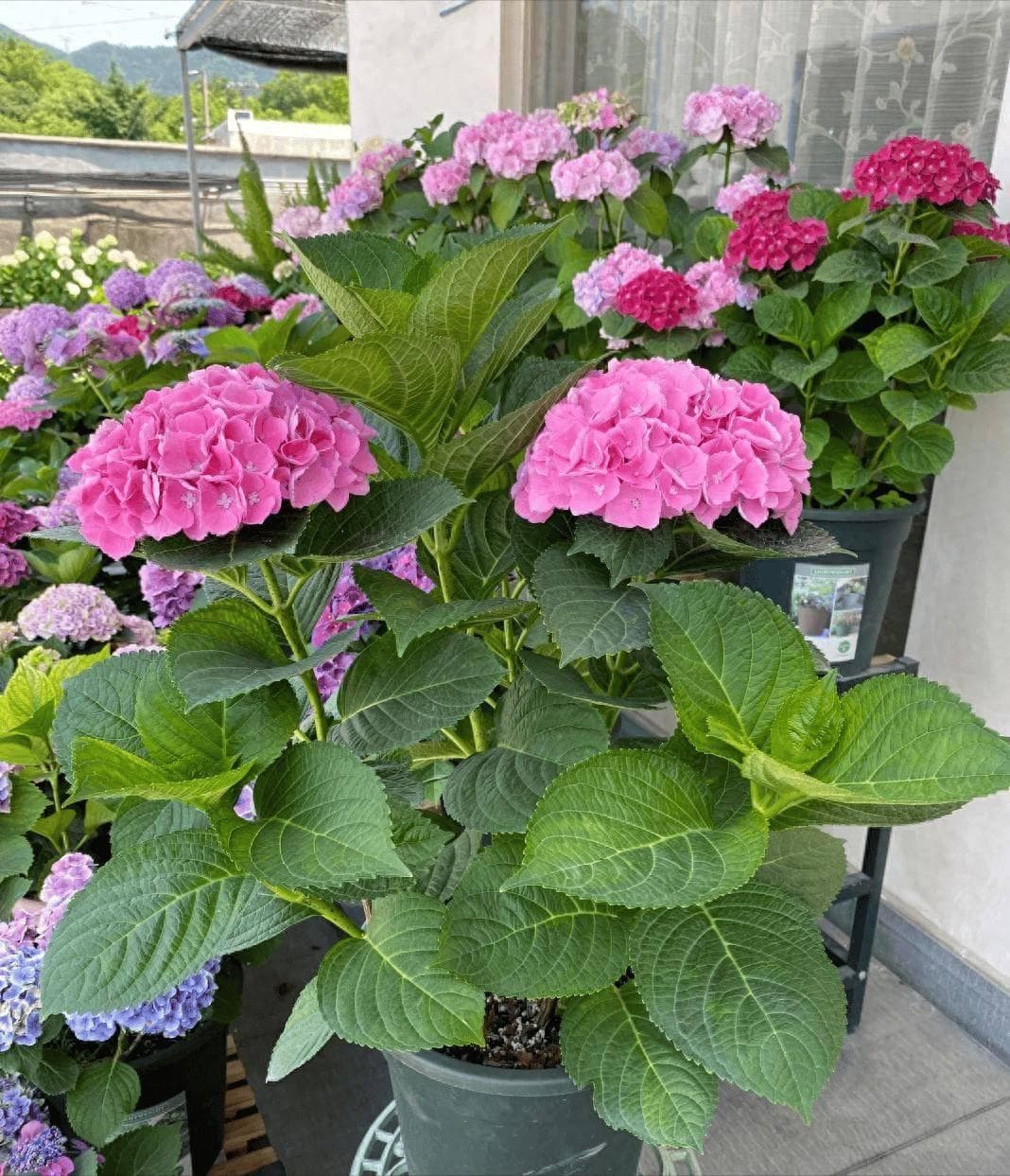 给绣球催花，教你几个“高效”催花法，15天长满花苞