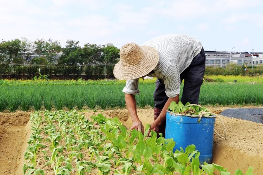 春季二三月份，适合种植哪些蔬菜？早春种菜有哪些注意事项？