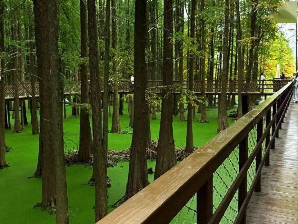 树木长在水中央，杭州青山湖水上森林成网红打卡地