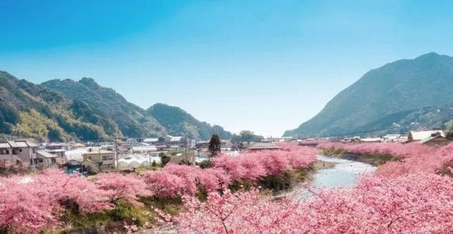 2025日本樱花最新预测：福冈、东京3.20起抢先开放，十大赏樱热点不容错过