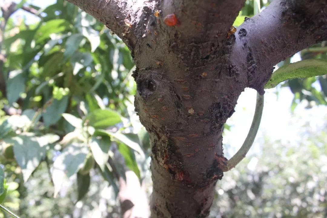 桃树流胶病防治指南：抓住冬春关键期，守护果树健康