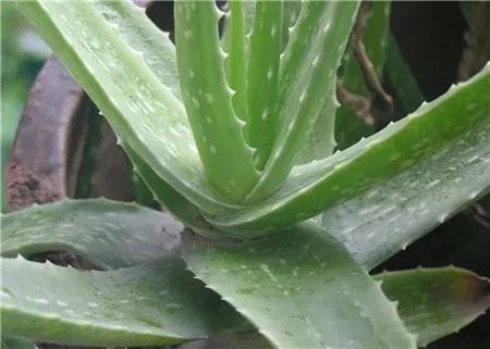芦荟浇水全攻略：频率、水量和水质的黄金法则