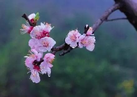 王安石《杏花》：用比喻展现杏花倒影之美