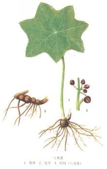 八角莲：一种具有重要药用价值的中草药