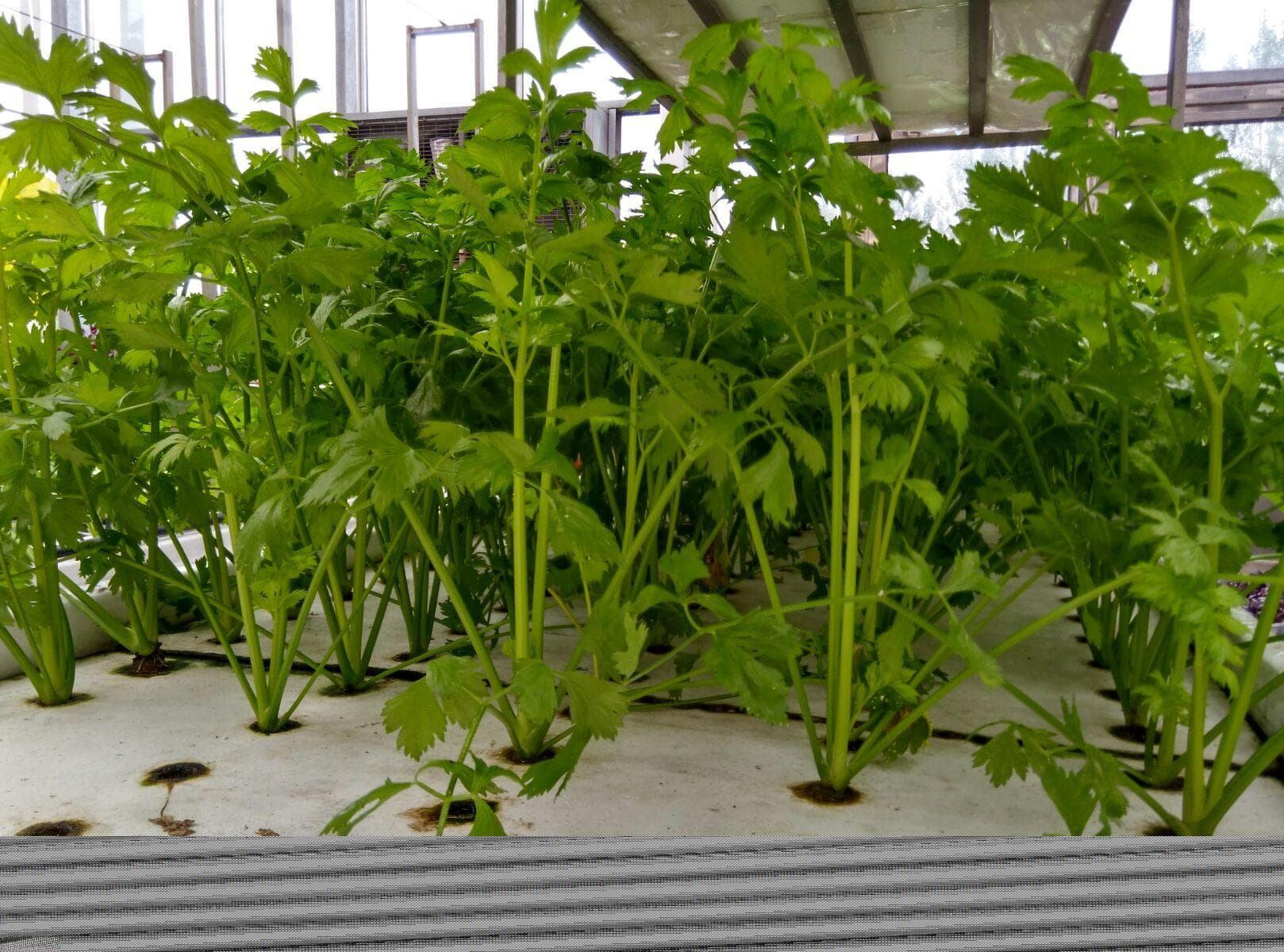 水培蔬菜有哪些技术要点？