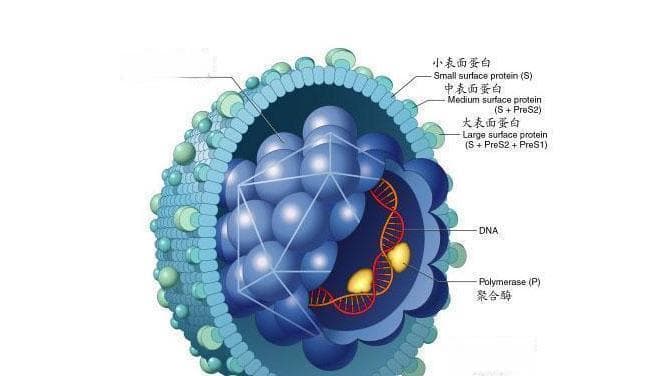 小三阳是怎么得来的？了解乙肝小三阳的传播途径和预防措施？