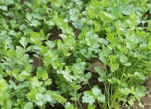 香菜成熟期多少天 什么季节