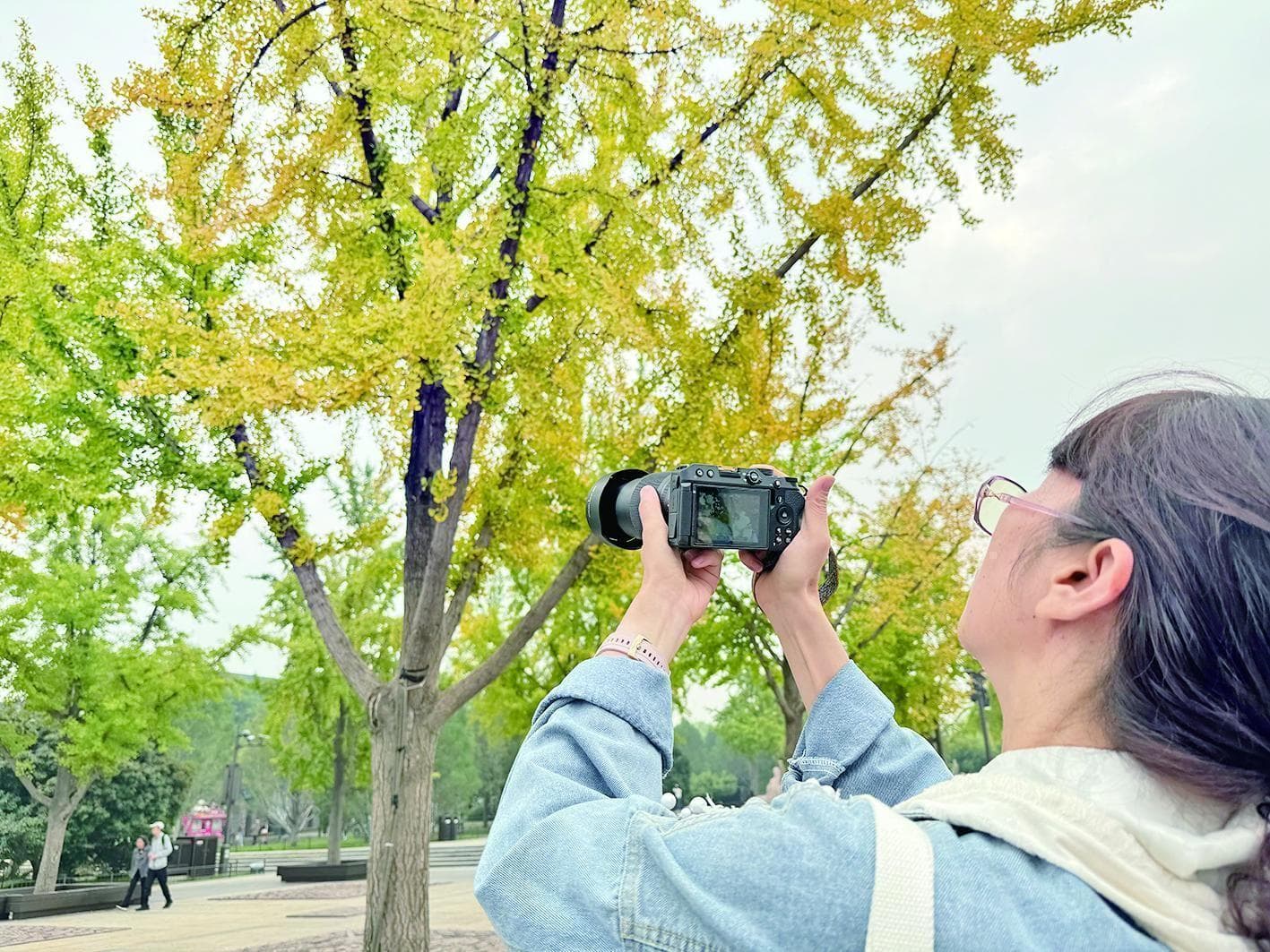 有的泛黄 有的青绿 西安银杏叶变色程度为何有差异？