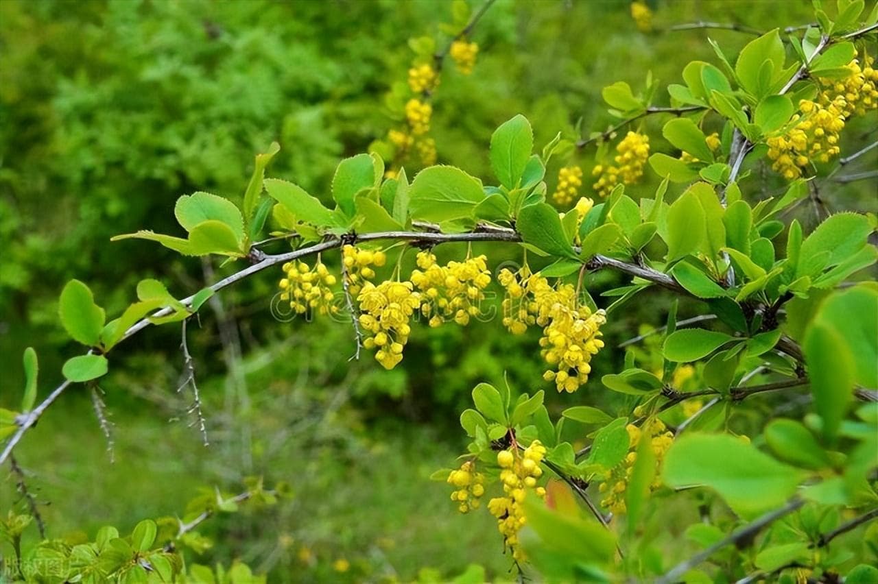 黄柏种植技术与栽培管理