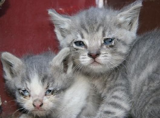 猫咪常见病防治指南