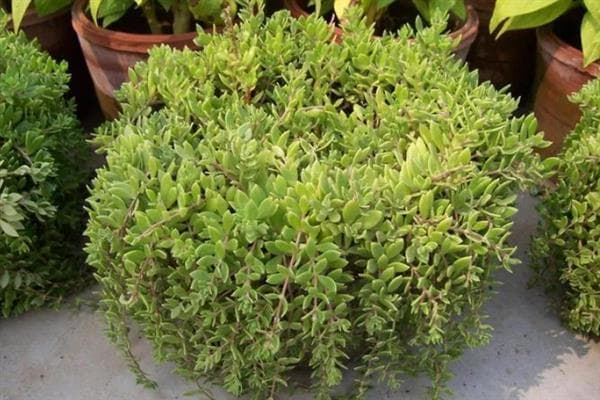 垂盆草的养殖方法，春秋季节每隔2-3天浇一次水