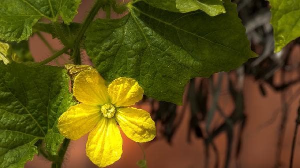 菊苣根降尿酸是骗局西芹籽