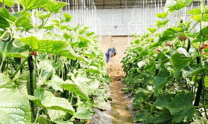 番茄适合种植的土壤条件及栽培技巧（打造番茄田，丰收不愁）