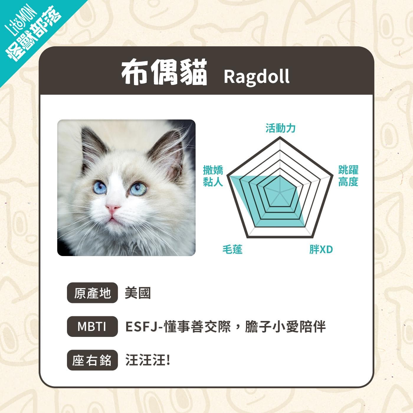 布偶猫适合你吗？6大养猫须知＋个性特征一次解析！