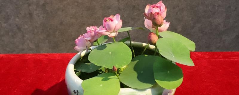 碗莲的水培与入泥定植方法详解