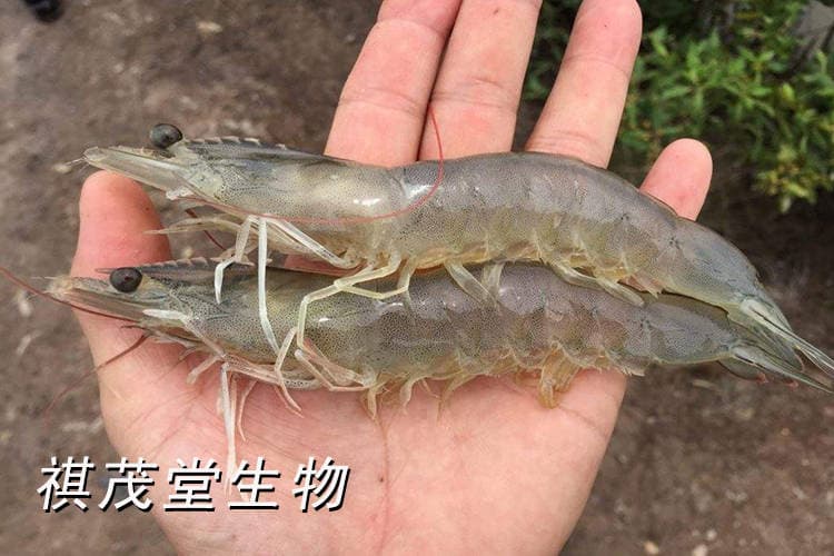 南美白对虾五大常见病害的预防与治疗方案