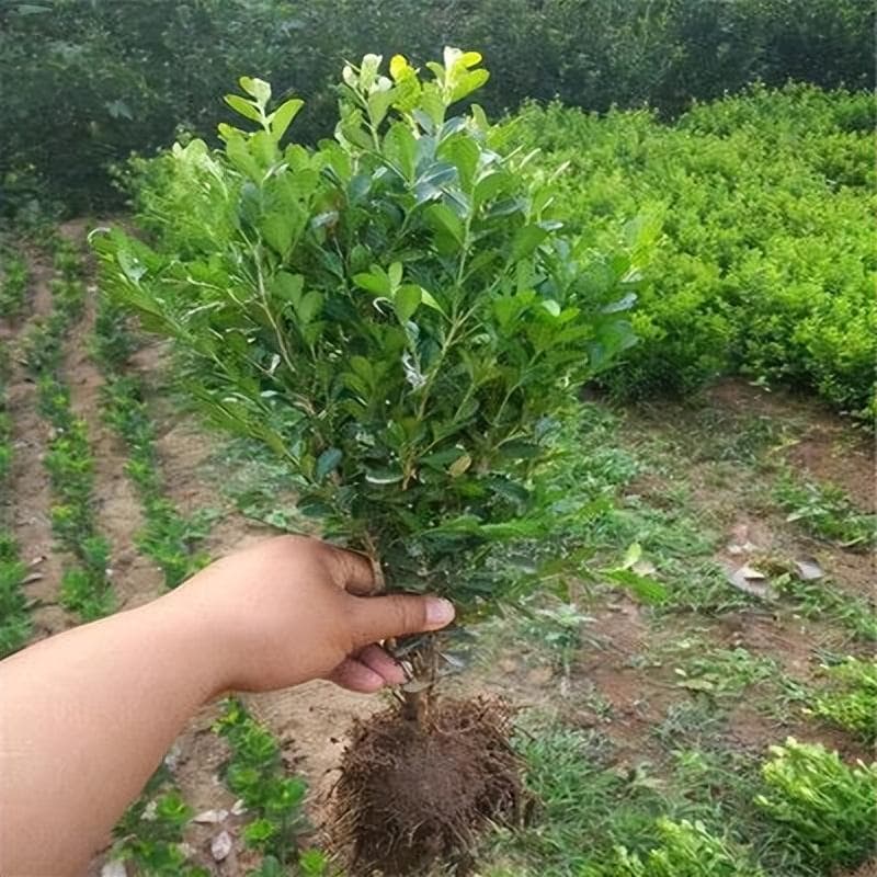 黄杨树养殖全攻略：从土壤到浇水的六大要点