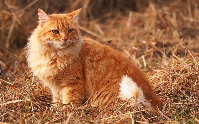 猫鼻支是什么？猫鼻支是一种什么样的疾病？