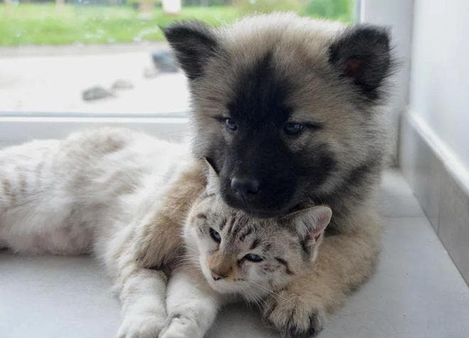 为什么狗总是怕猫？揭秘狗与猫之间的千年恩怨