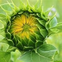 水养茉莉花怎么养