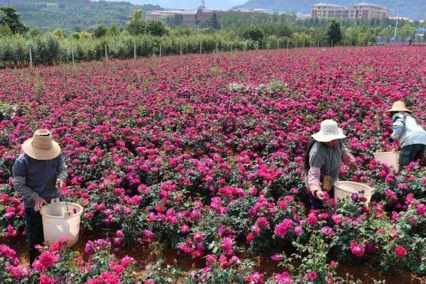 玫瑰花施肥全攻略：从基肥到追肥，打造健康美丽的玫瑰花园