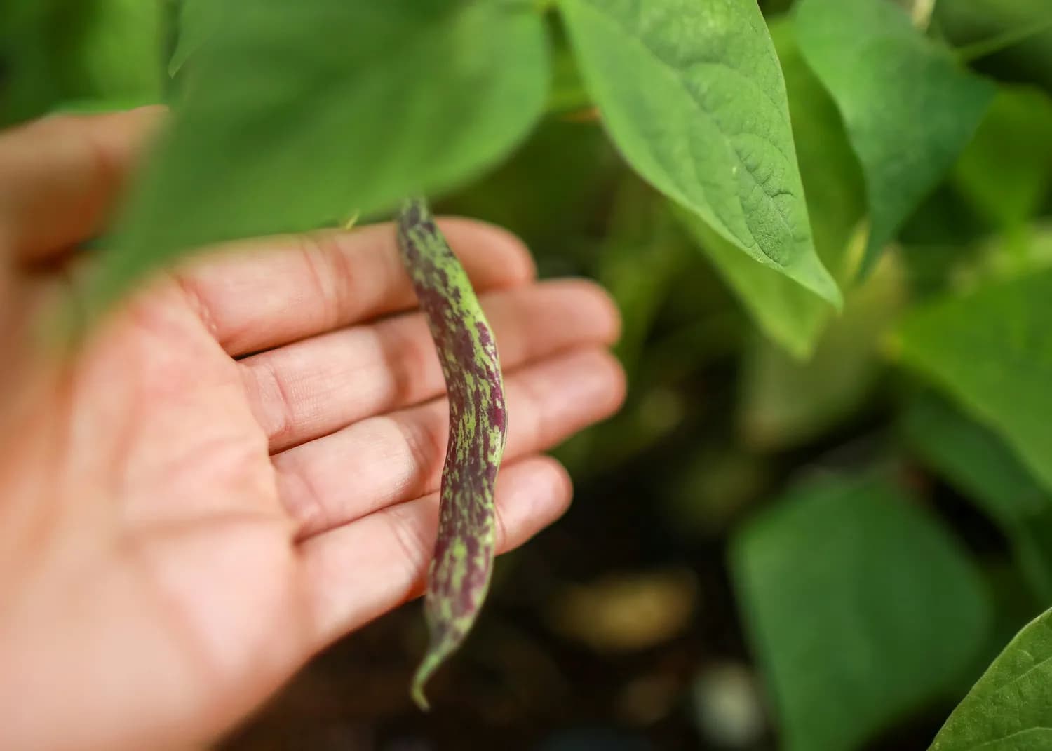 富含钾钙蛋白，花豇豆的5大健康功效与食用指南