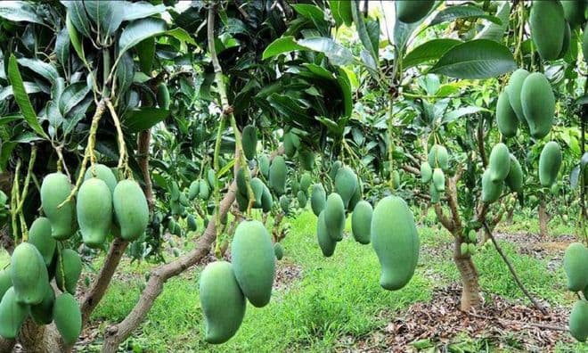 芒果种植方法全攻略：从选种到丰收