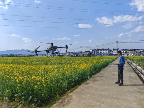 徽州区：科技赋能助力油菜稳产增收